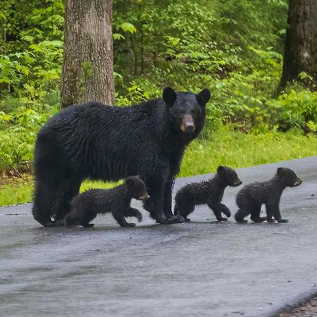Heavenly Bear, Hot Tub, 1089 Of Free Attraction Tickets For Each Paid Day, Dollywood And More Sevierville Exteriör bild