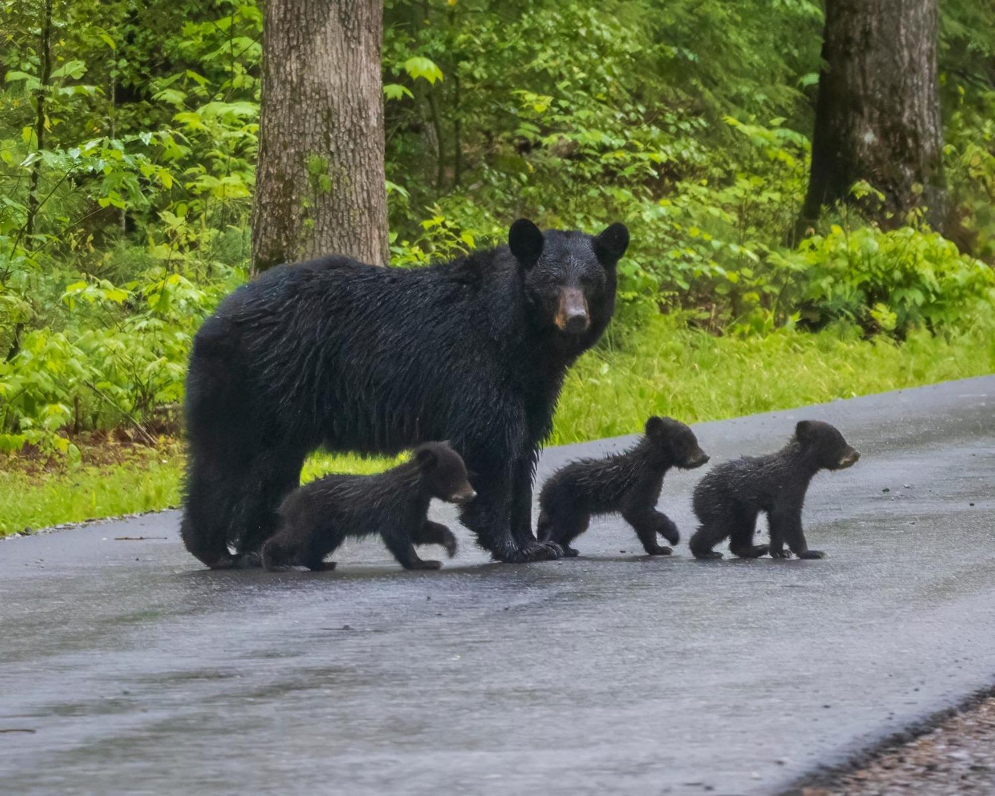 Heavenly Bear, Hot Tub, 1089 Of Free Attraction Tickets For Each Paid Day, Dollywood And More Sevierville Exteriör bild
